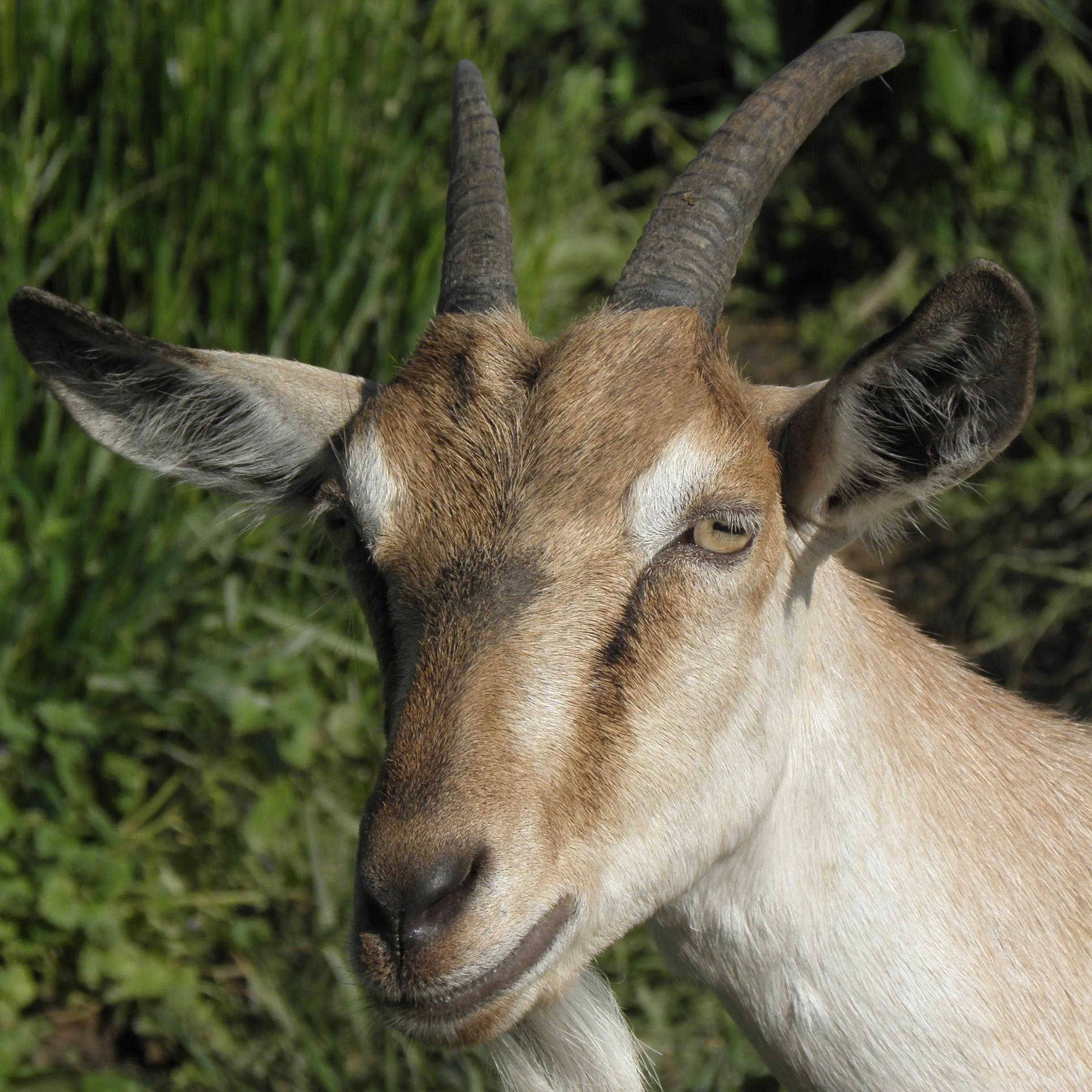Louise the goat kid