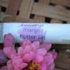 Mango Butter lip balm in scented with lavender essential oil