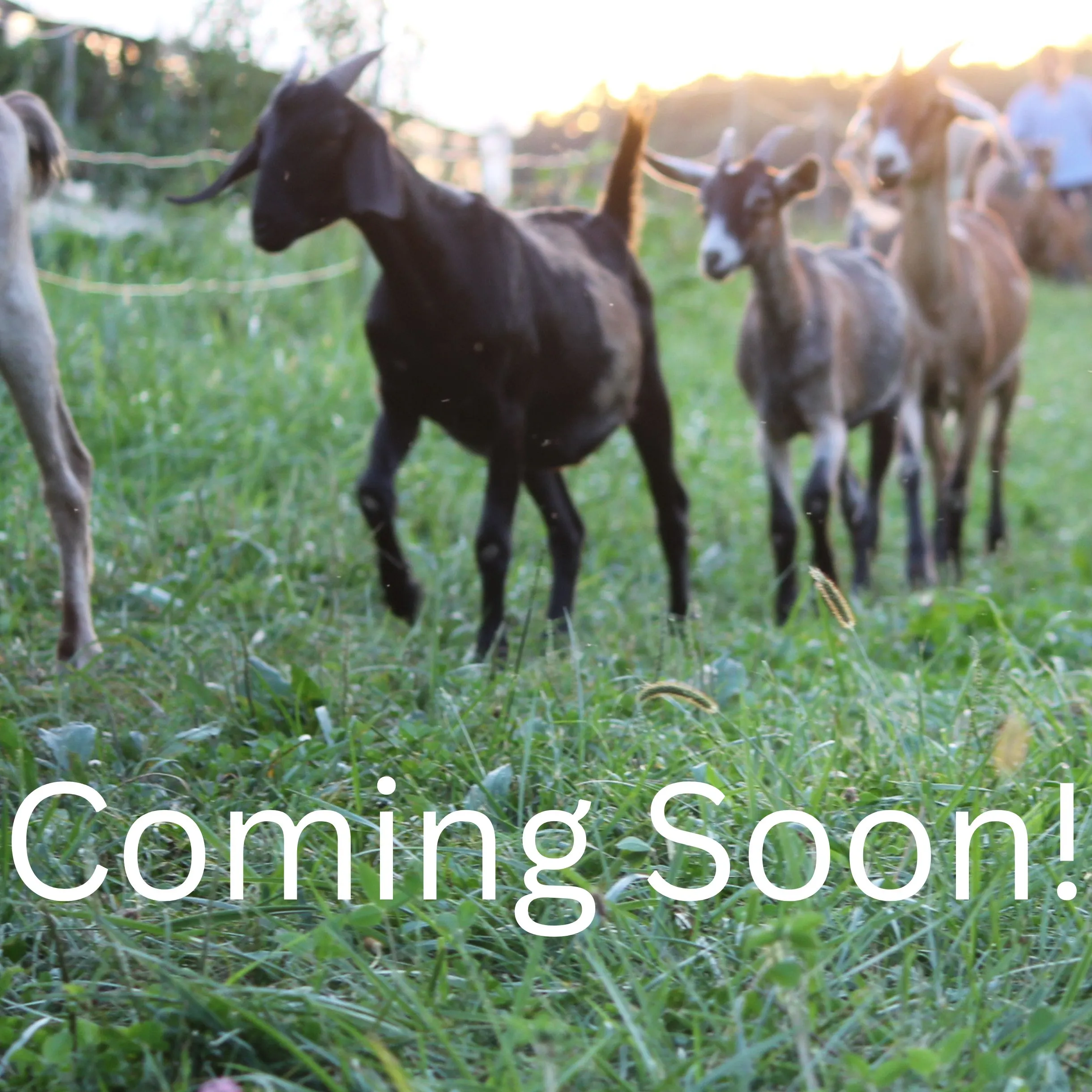 Coming Soon
