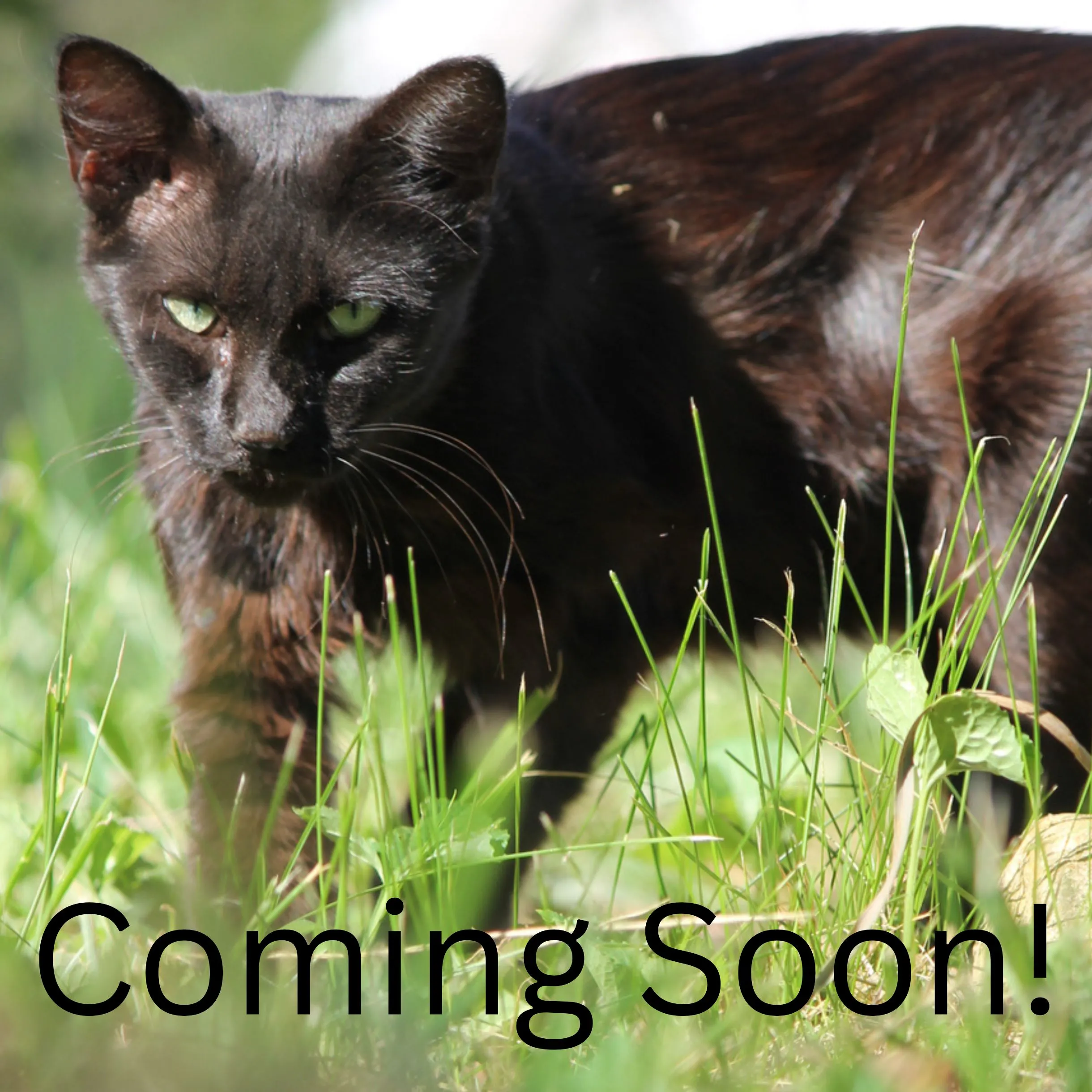 Coming Soon