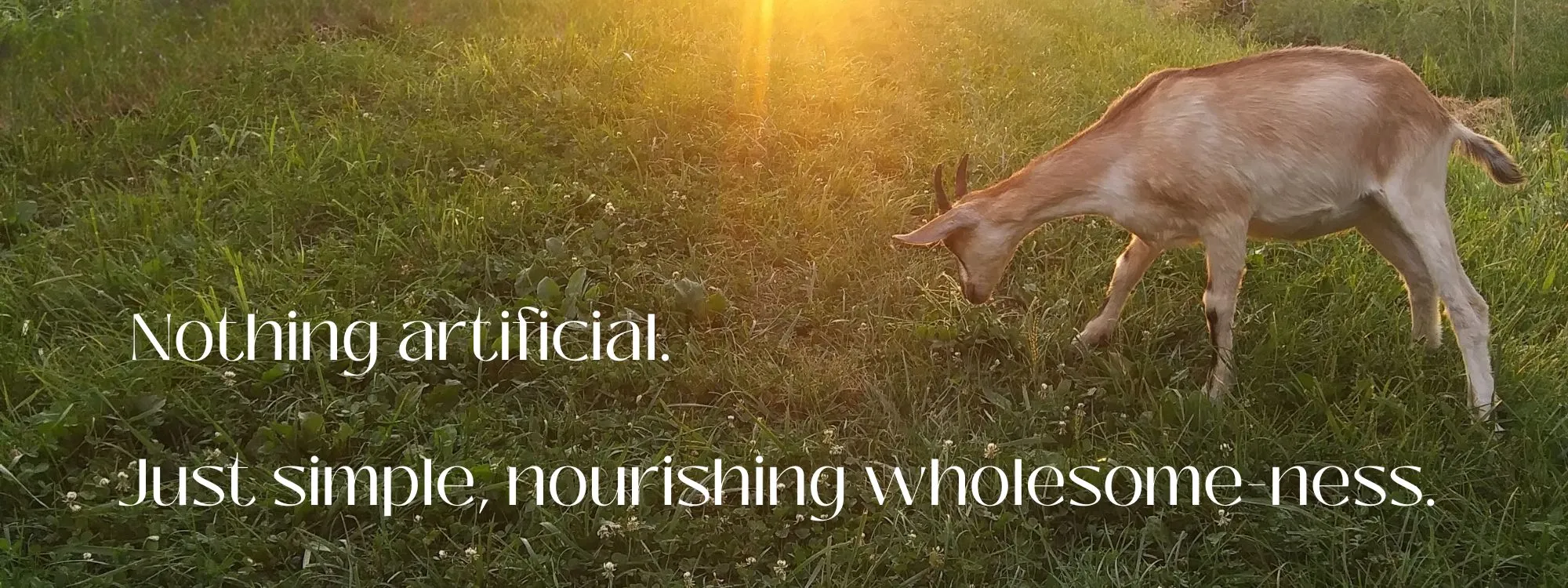Nothing synthetic.  Just simple, nourishing wholesome-ness
