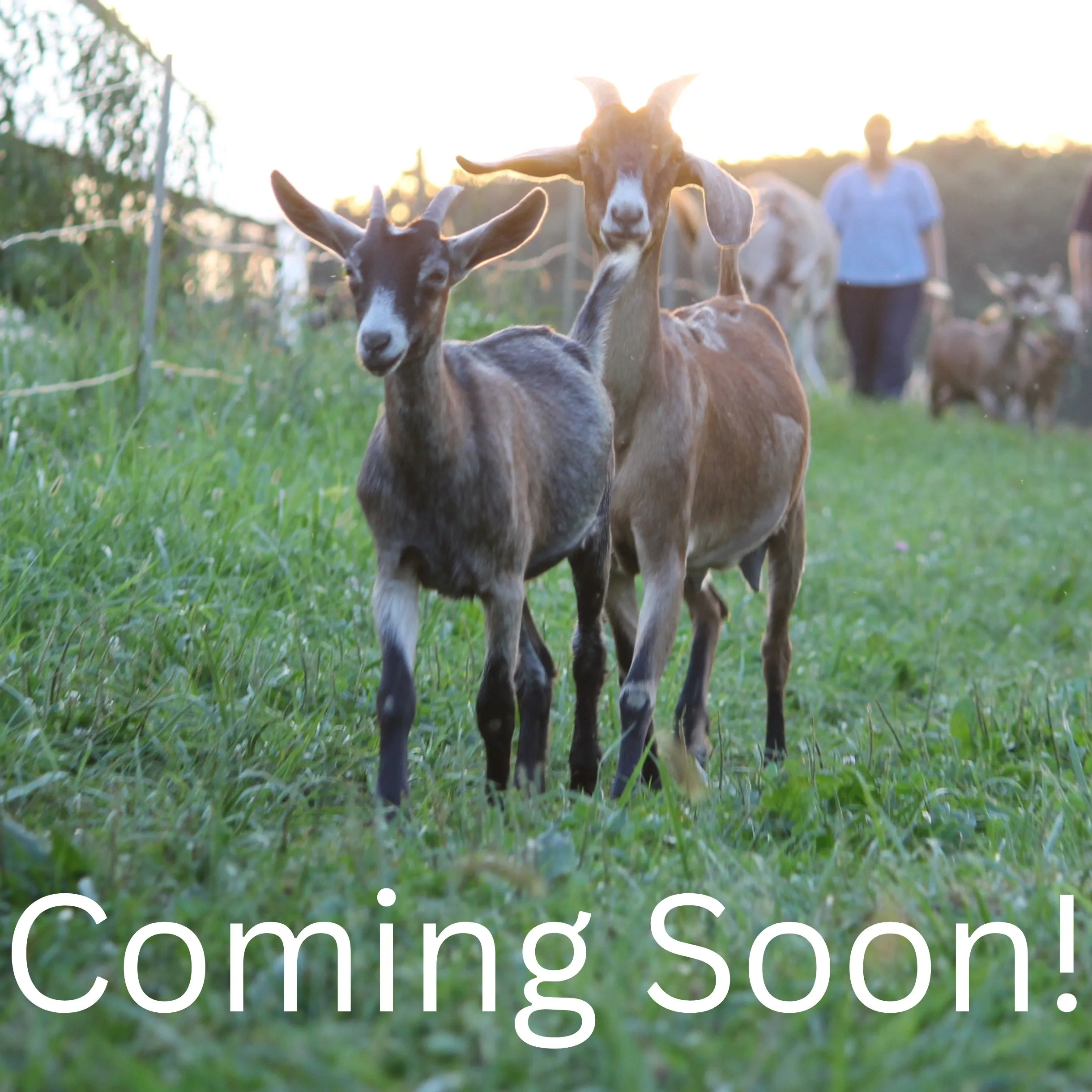 Coming Soon